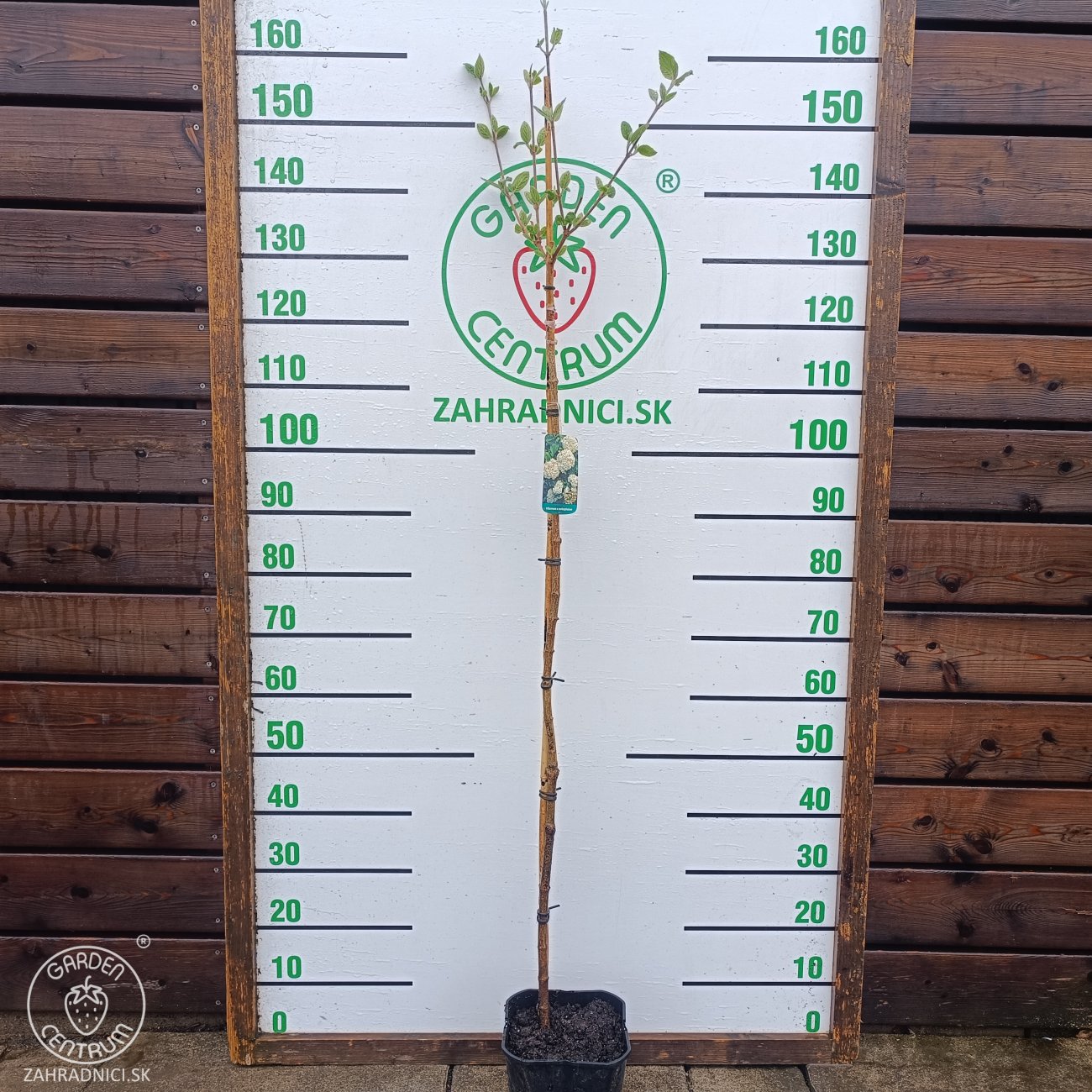 Obrázok Kalina anglická (Viburnum carlcephalum) - výška 130-160, kont. C4L - NA KMIENKU